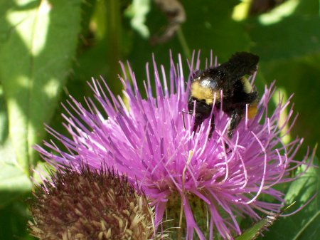 Thistle and bumblebee