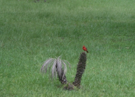 Mr. Cardinal