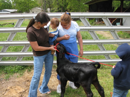 the grandsons new baby bull