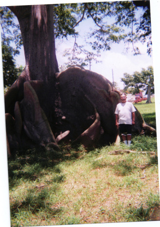 Wilfred and the Tree with the roots exposed