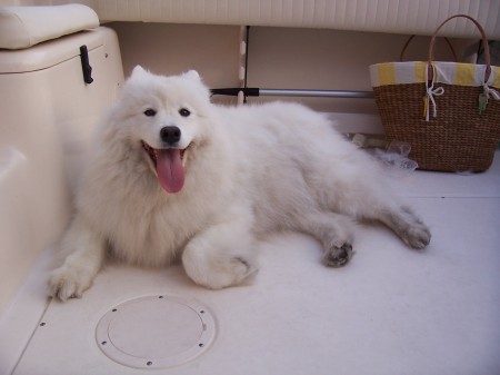 Cocout, My Female Samoyed Siberian Sled Dog
