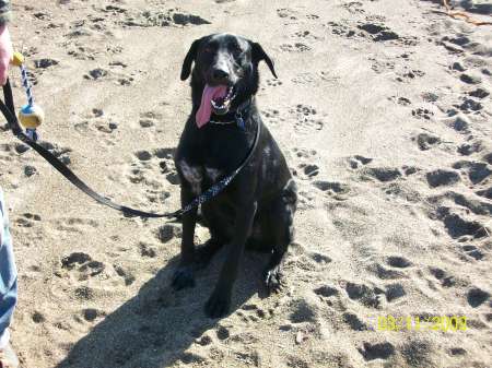 Shelby - Lab/German Shephard mix