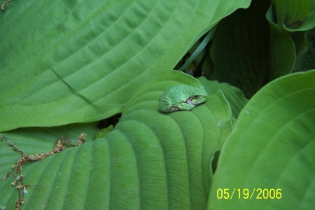 Tiny Frog Enjoying My Hostas