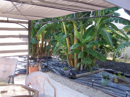 Gabebo and Banana Trees