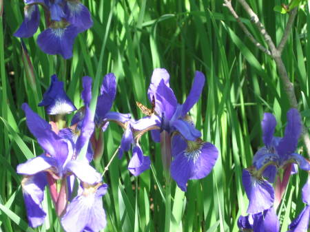 Wild Blue Flags (Iris)
