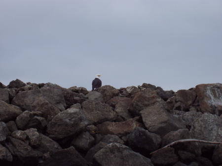 Eagle on the Jetty - 2009