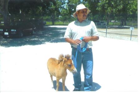 Miniature horse