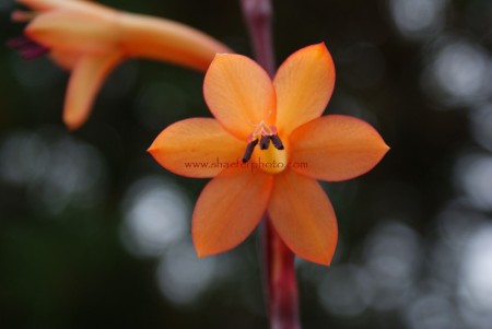 bulbil bugle lily