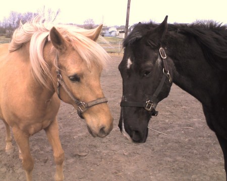 Our horses