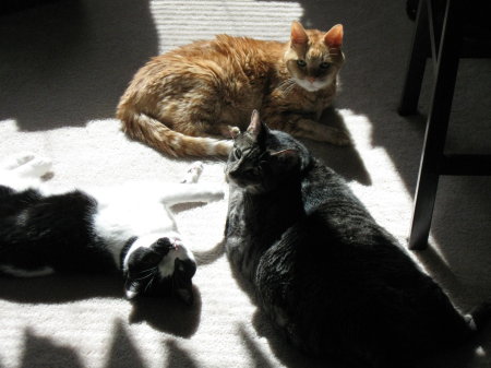 Three cats in the sun
