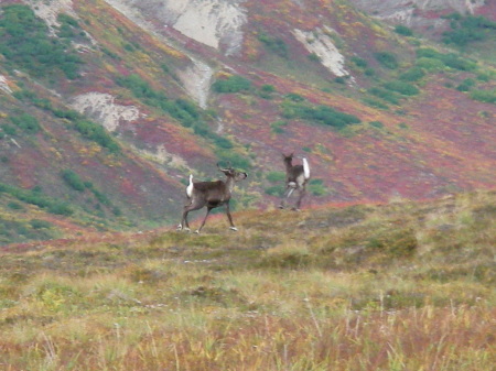 Caribou