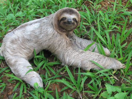 three toed sloth