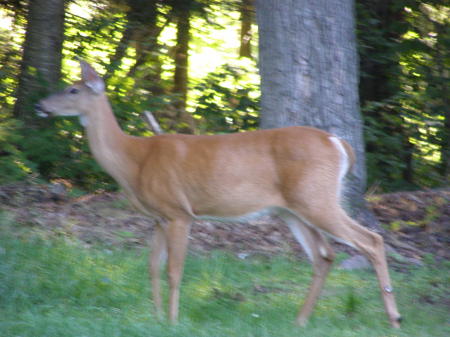 White-tailed deer