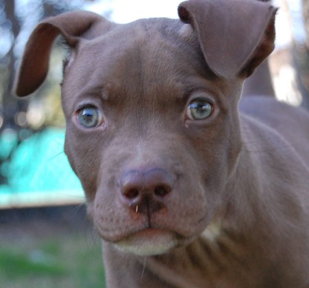 Red Nose Male Puppy