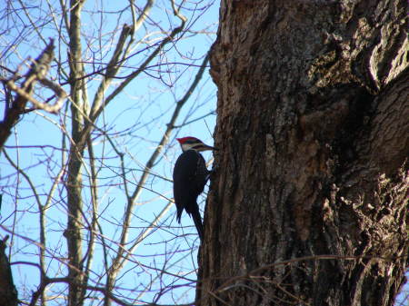 Pileated Woodpecker