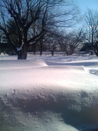The View from My Back Door -- Winter 2010