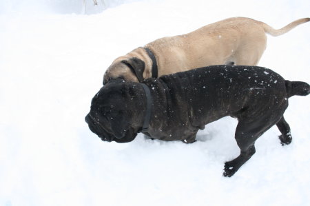 My two Mastiffs