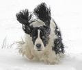 OREO..just loved the snow...first one!