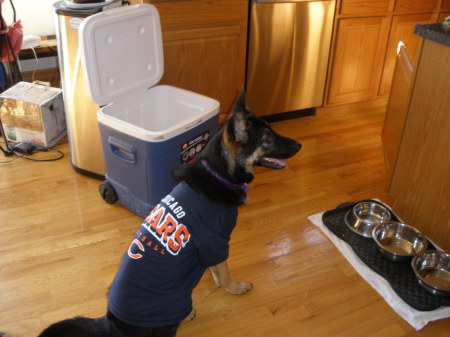 Bears fan