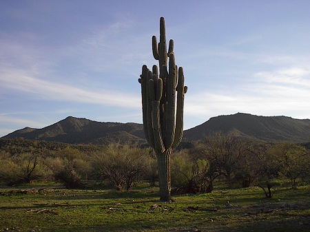 Largest Cactus