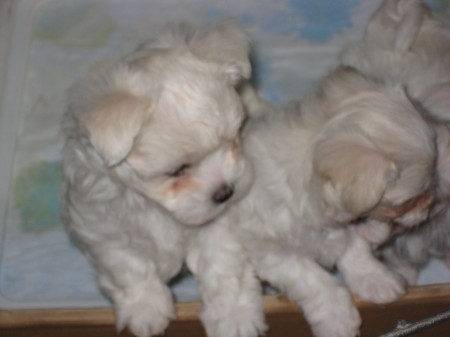 maltese puppies