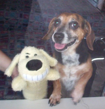My Dog Muttley and friend