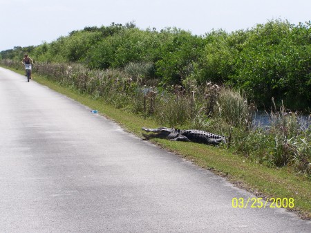 Biking Shark Valley (Everglades) 3/08