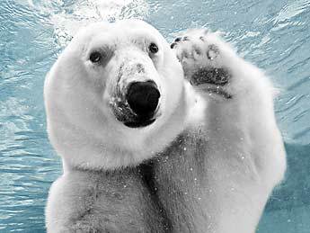 polar-bear-waving Philadelphia Zoo