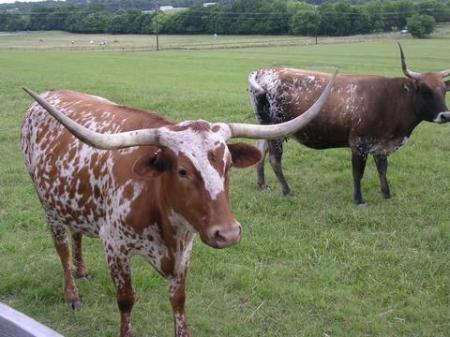 Texas Long Horns