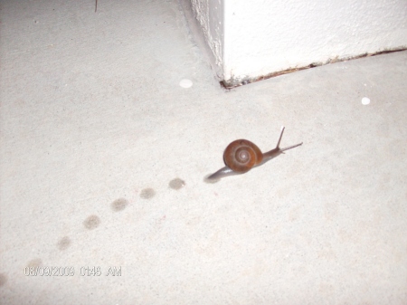 Snail