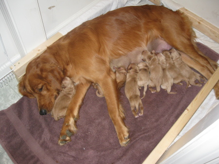 We had puppies!