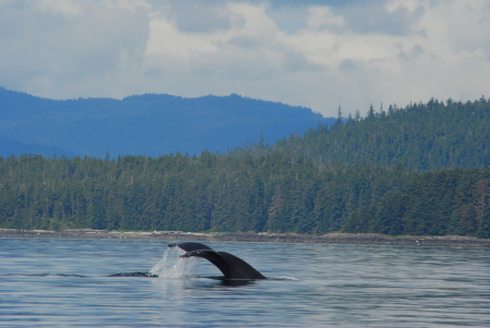 Whale watching in Alaska