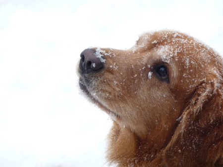 Mickey in the snow