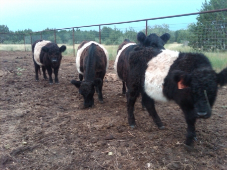 My little belties