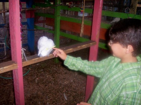 My son Christian Michael, playing w Parrots!