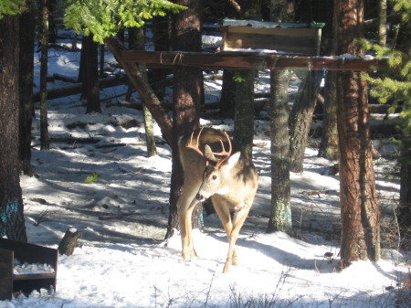 Small Fall Buck