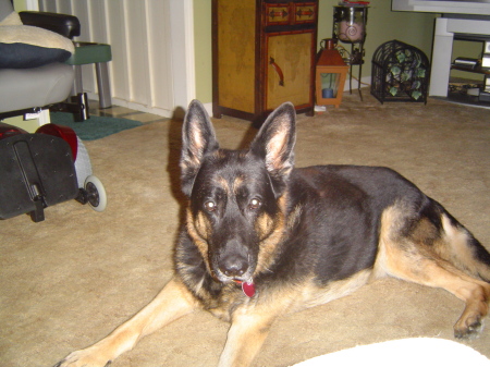 eli , my 110lb german shepherd