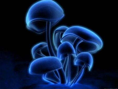 Blue Velvet Shrooms!!! :)