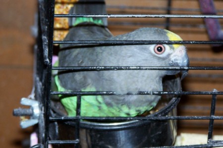 Freddie: Meyers' Parrot