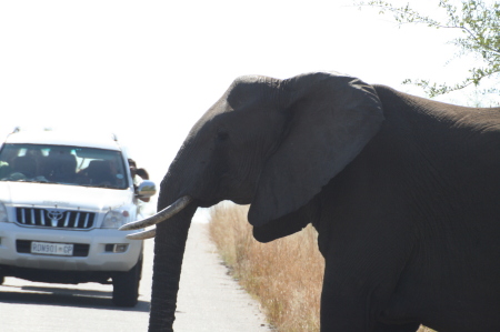 Kruger National Park, S. Africa