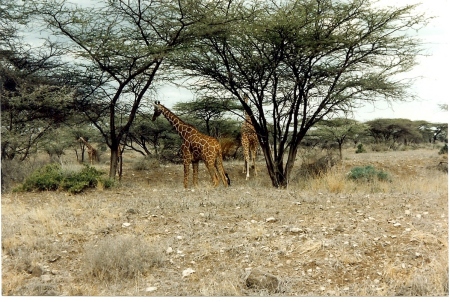 Reticulated Giraffe-Kenya