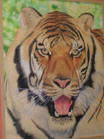 Bangal Tiger Study: