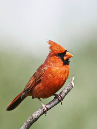 male cardinal 1_09