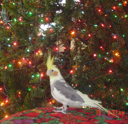 Bobby B. Vine (our Cockatiel)