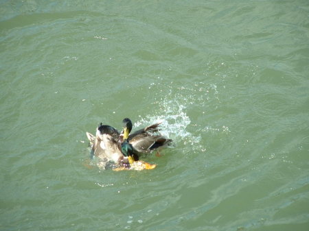 Ducks Dunking Ducks on the Delta.........