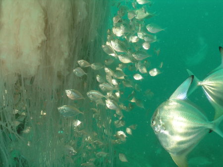 Hitchhikers on a Big Pink Jelly