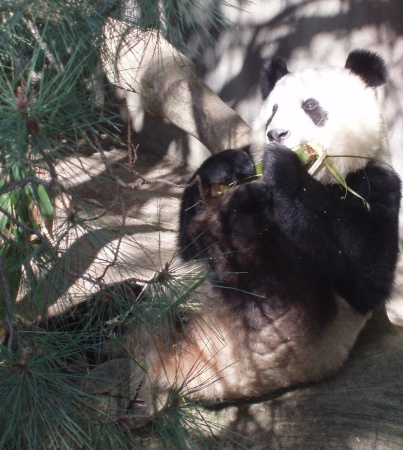 San Diego Zoo is Famous for its Pandas