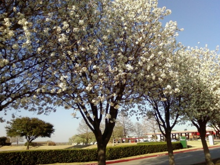 Spring in Fort Worth, TX