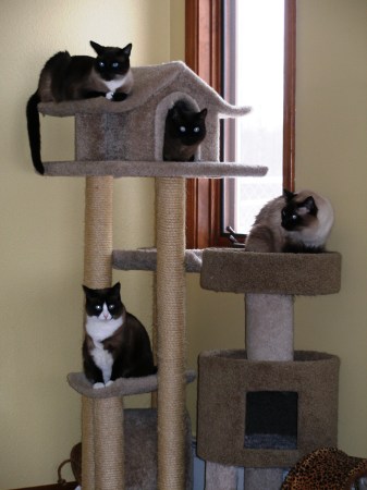our living room cat tree