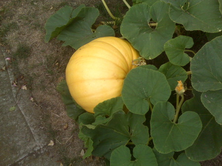 Pumpkin Backyard